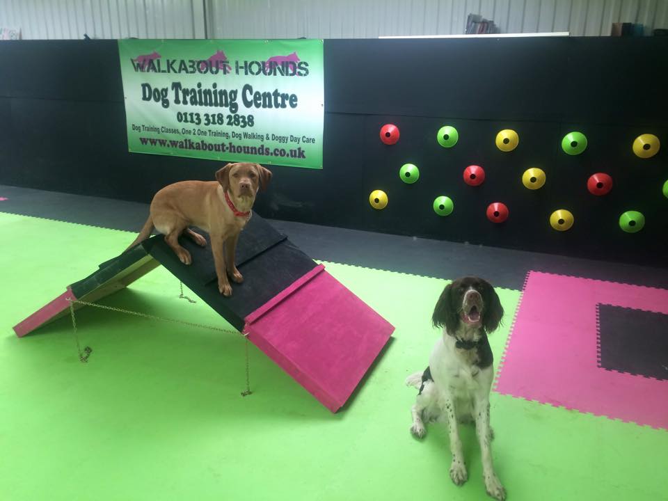 doggy classes